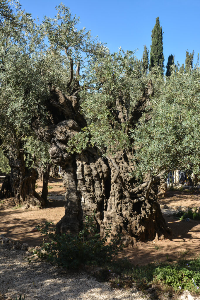Olio Evo: la storia dal 4000 A.C. ad oggi 1 garden gethsemane