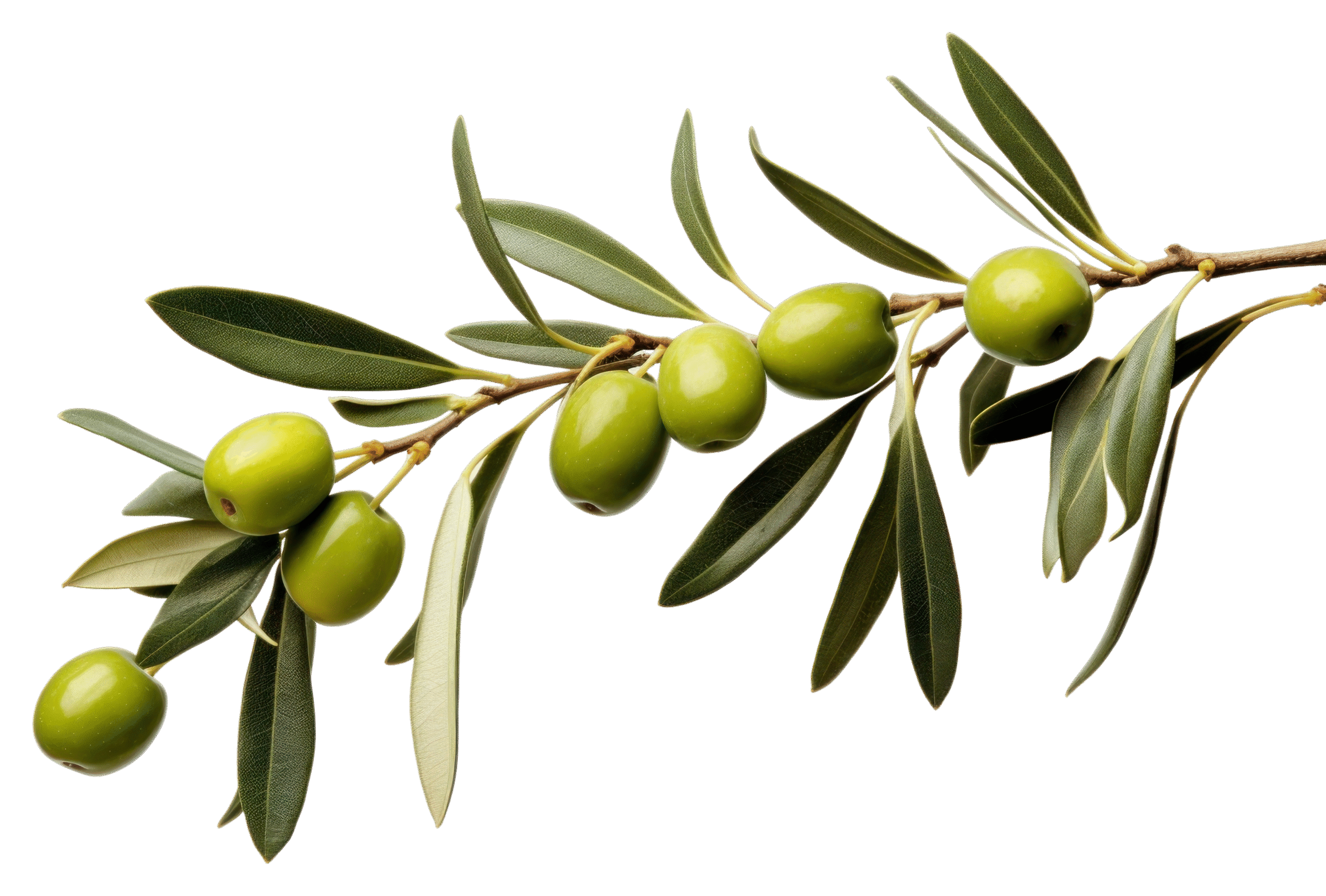 png branch plant olive leaf scaled