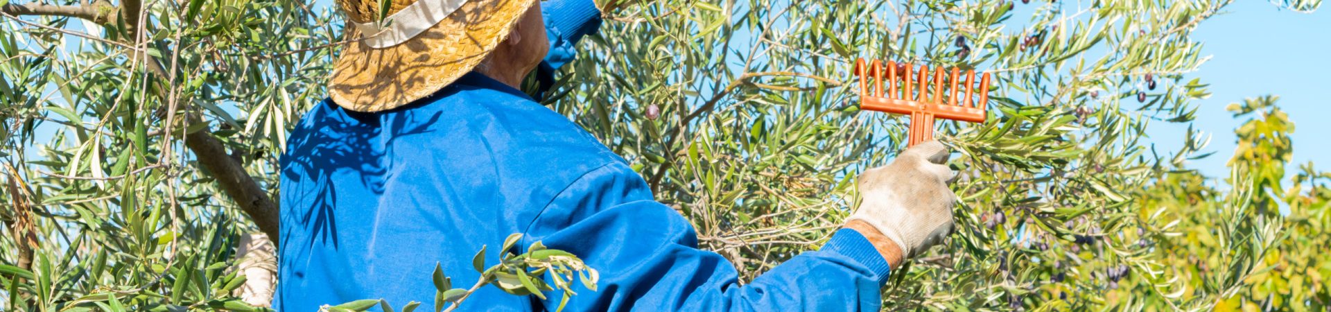 Farmer with hat and protective gloves picking olives with a rake from the tree on sunny day in the countryside. Farmer with hat and protective gloves picking olives with a rake from the tree on sunny day in the countryside.